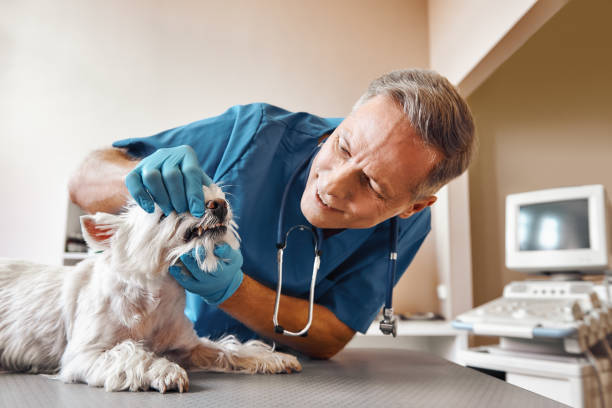 Best Weekend Emergency Dentist in Castle Point, MO